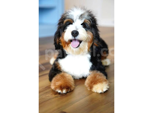 Dizayn ırk Bernedoodle yavrular
