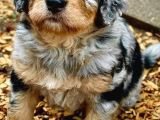 Dizayn Irk Bernedoodle Yavrular