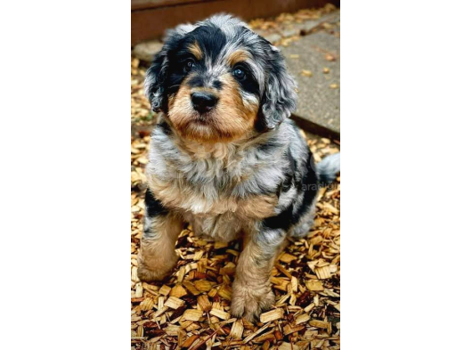 Dizayn Irk Bernedoodle Yavrular görsel