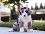 Dizayn Irk Bernedoodle Yavrular
