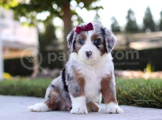 Dizayn Irk Bernedoodle Yavrular görsel