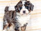 Dizayn Irk Bernedoodle Yavrular