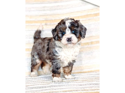 Dizayn Irk Bernedoodle Yavrular görsel