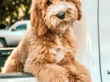 Babyface Labradoodle Yavrular
