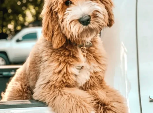 Babyface Labradoodle Yavrular görsel