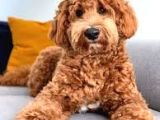 Babyface Labradoodle yavrular