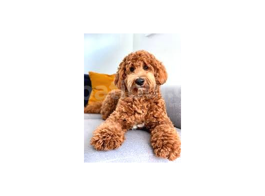 Babyface Labradoodle yavrular