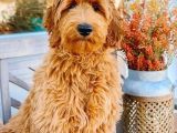 Babyface Labradoodle Yavrular