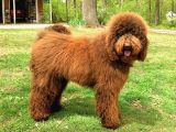 Goldendoodle yavrular