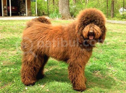 Goldendoodle yavrular