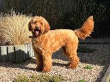 Goldendoodle Yavrular