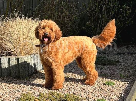 Goldendoodle Yavrular görsel