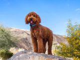 Goldendoodle Yavrular