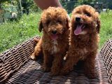 Sevimli Toy Poodle Bebekler