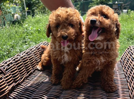 Sevimli Toy Poodle Bebekler görsel