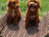 Sevimli toy poodle bebekler