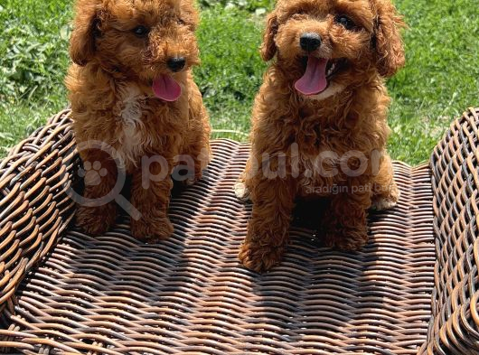 Sevimli Toy Poodle Bebekler
