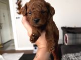 Erkek Red Brown Kore