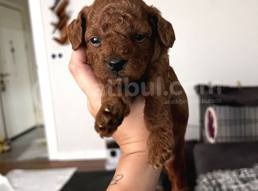 Erkek Red Brown Kore görsel
