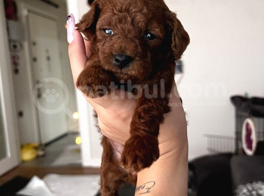 Erkek Red Brown Kore görsel