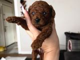 Erkek red brown kore