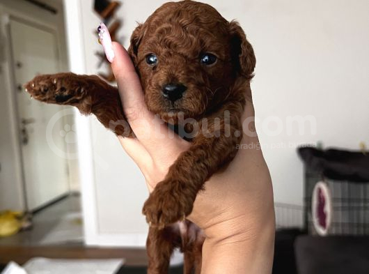 Erkek Red Brown Kore