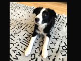Safkan Secereli Border Collie