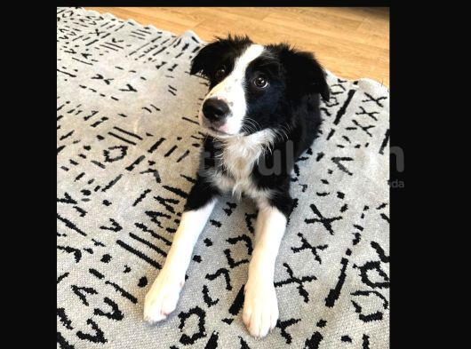 Safkan Secereli Border Collie görsel