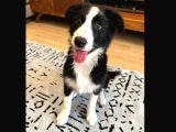 Safkan Secereli Border Collie