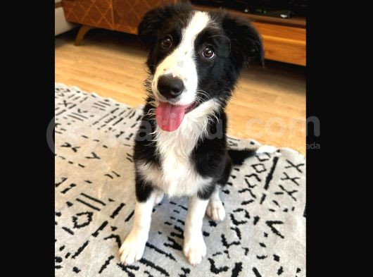 Safkan Secereli Border Collie