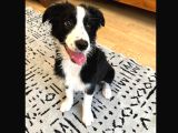 Safkan Secereli Border Collie