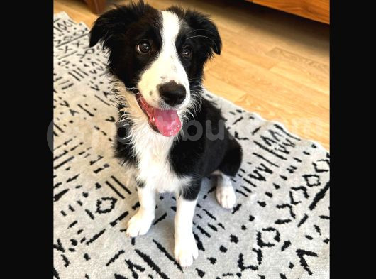 Safkan Secereli Border Collie görsel