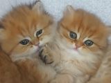 Safkan british Longhair golden bebekler