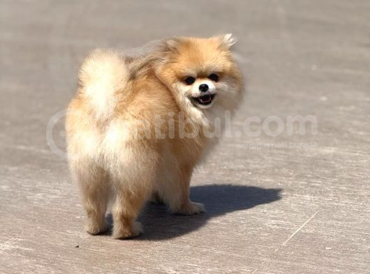 15 Aylık  Pomeranian Boo Orijinal Kendi Kopegim Çok Uslu görsel