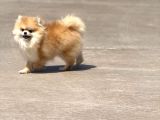 15 aylık  pomeranian boo orijinal kendi kopegim çok uslu