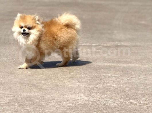 15 Aylık  Pomeranian Boo Orijinal Kendi Kopegim Çok Uslu