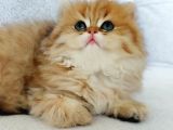 Safkan British Longhair Golden Bebekler
