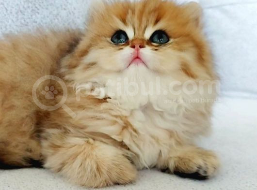 Safkan British Longhair Golden Bebekler görsel