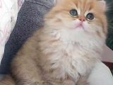 Safkan British Longhair Golden Bebekler