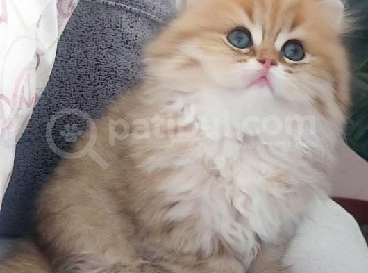 Safkan British Longhair Golden Bebekler görsel