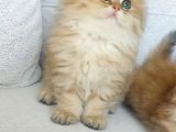 Safkan British Longhair Golden Bebekler