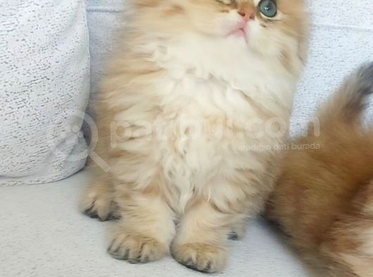 Safkan British Longhair Golden Bebekler görsel