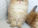 Safkan British Longhair Golden Bebekler