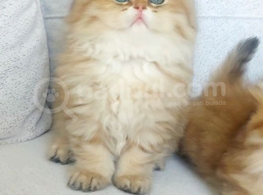 Safkan British Longhair Golden Bebekler görsel