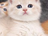 British Shorthair Golden Cy12