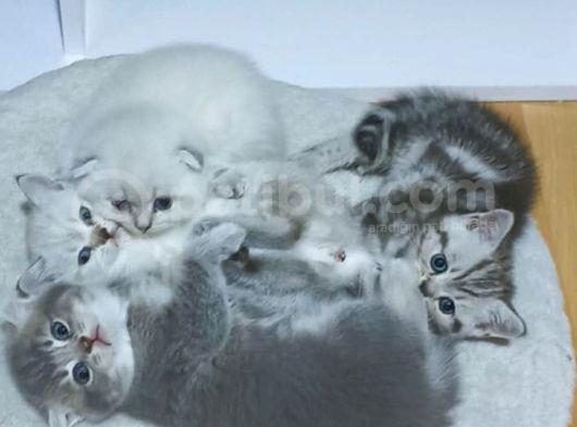 Renkli Gözlü Ayı Suratlı Bebekler görsel