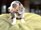 Mavi̇ Gözlü Böue Merle En Özeli̇nden Dacshund