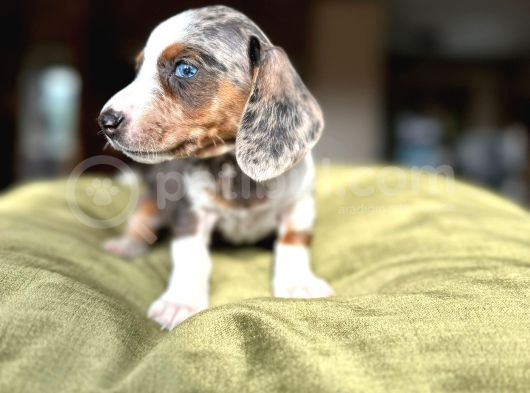 Mavi̇ Gözlü Böue Merle En Özeli̇nden Dacshund görsel