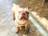 1Yaşında Exotic Mavigöz Frenchbulldog Yeni Yuvasını Arıyor