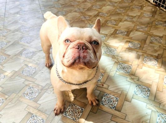 1Yaşında Exotic Mavigöz Frenchbulldog Yeni Yuvasını Arıyor görsel